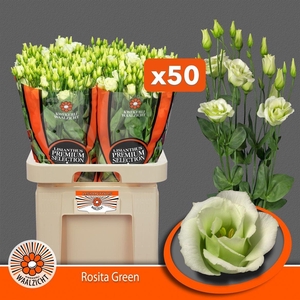 Eus G Rosita Green