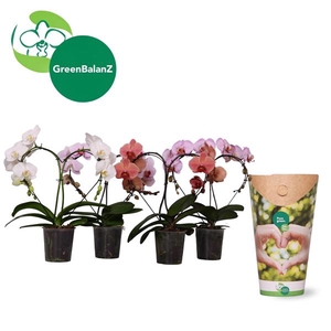 ShapeZ - Phalaenopsis HeartZ Mix 2t in Potcover