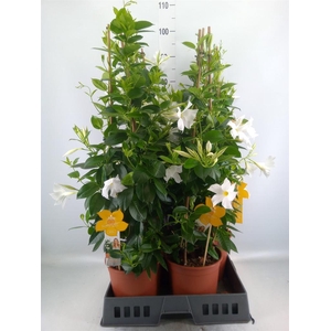 Mandevilla sand. 'SumStar White'