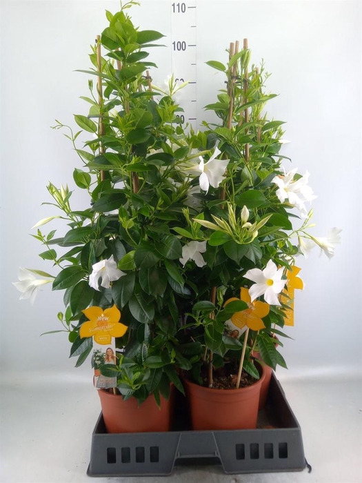 <h4>Mandevilla sand. 'SumStar White'</h4>