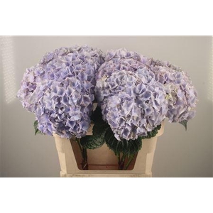 Hydr M My Beau Minerva