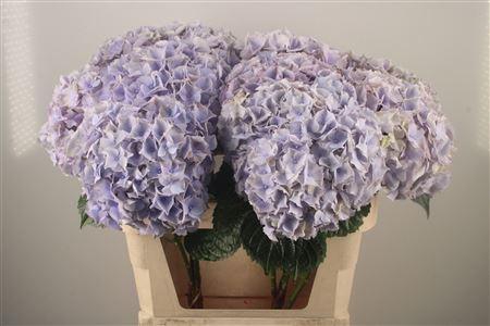 <h4>Hydr M My Beau Minerva</h4>