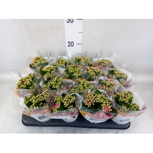 Kalanchoe blos. 'RosDon Nando'