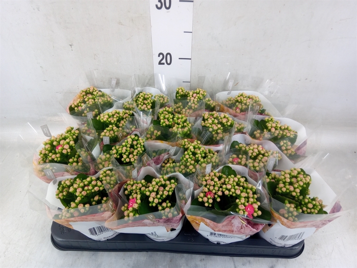 <h4>Kalanchoe blos. 'RosDon Nando'</h4>