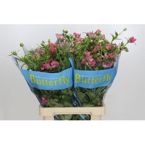 Ranunculus Butterfly Isis