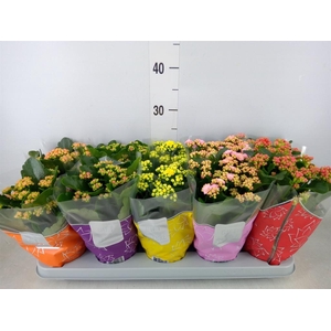 Kalanchoe blos. 'Perfecta'  ..mix 5