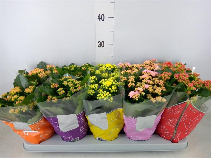 <h4>Kalanchoe blos. 'Perfecta'  ..mix 5</h4>