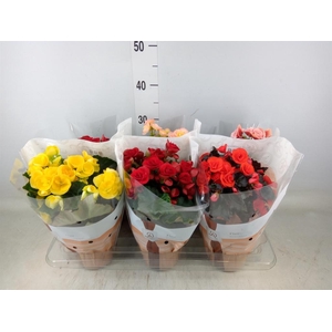 Begonia elat. DU   ...mix