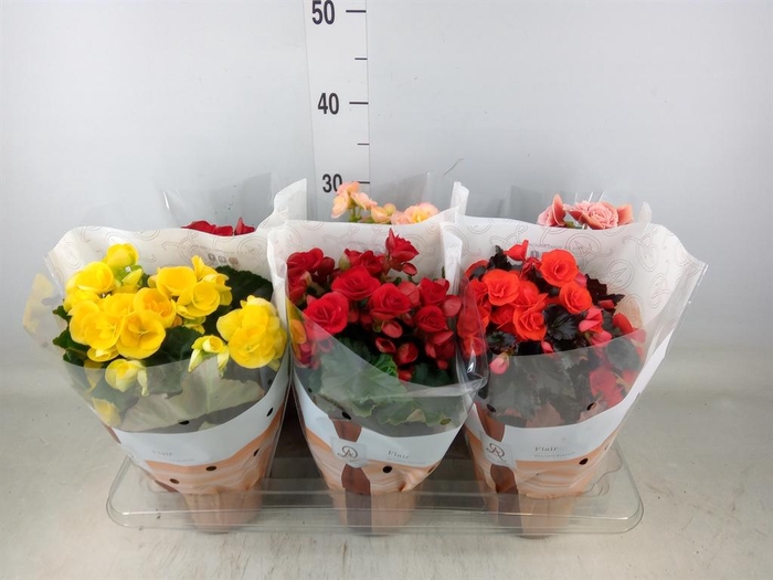 <h4>Begonia elat. DU   ...mix</h4>