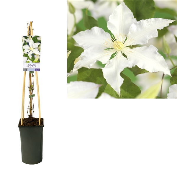 <h4>Clematis 'Gladys Picard' +light label</h4>