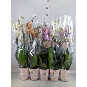 Phalaenopsis   ...mix