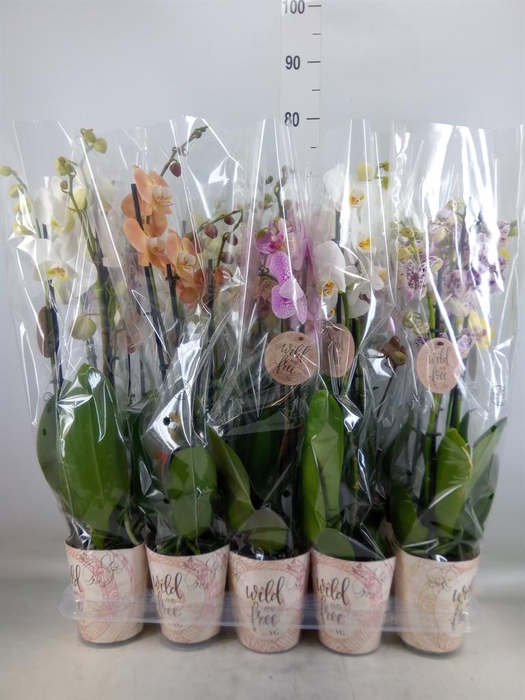 <h4>Phalaenopsis   ...mix</h4>