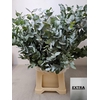 EUC CINEREA PB