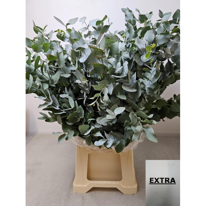 <h4>EUC CINEREA PB</h4>