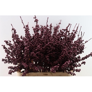 Ilex Klbh Metallic Bordeaux Stem