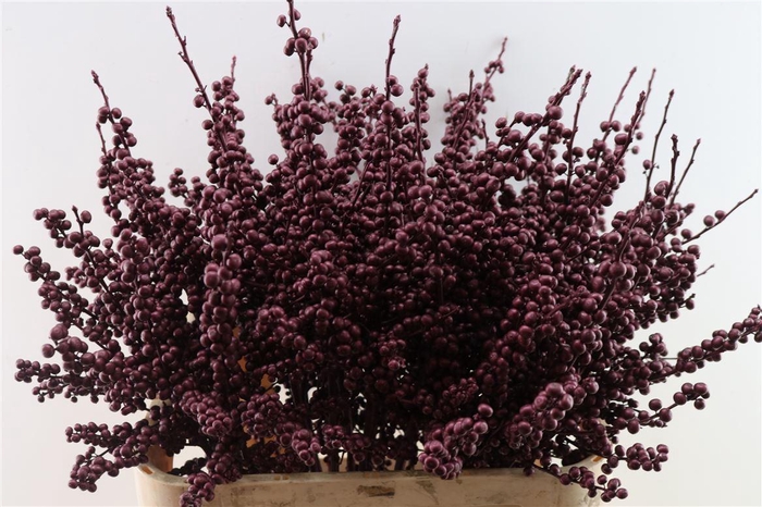 <h4>Ilex Klbh Metallic Bordeaux Stem</h4>