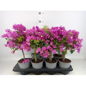 Bougainvillea  'Elisabeth'