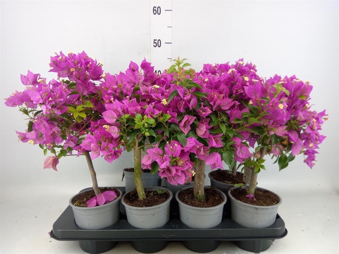 <h4>Bougainvillea 'Elisabeth'</h4>