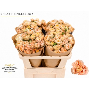 Rosa Spray Princess Joy