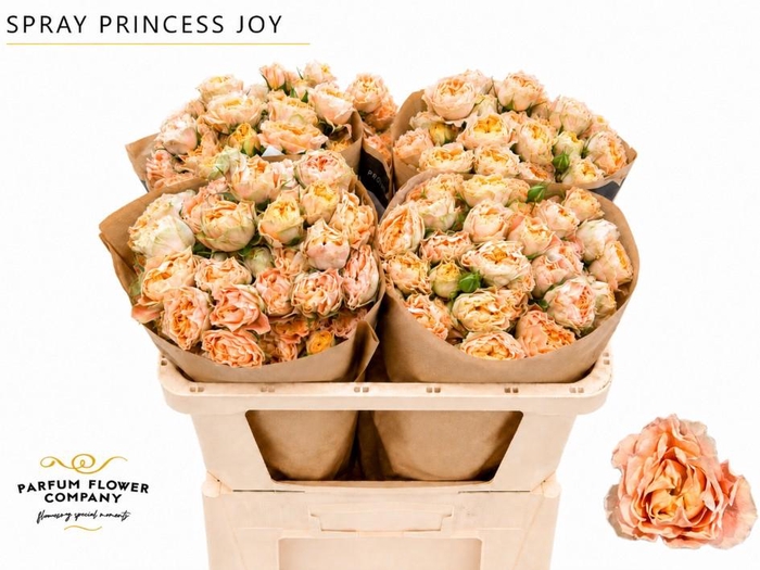 <h4>Rosa Spray Princess Joy</h4>