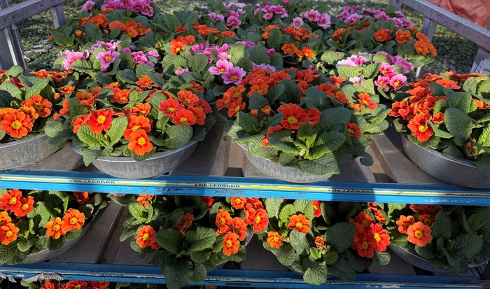 <h4>PRIM AC BONNELI GEM</h4>