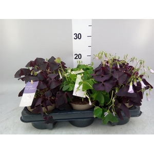 Oxalis   ...