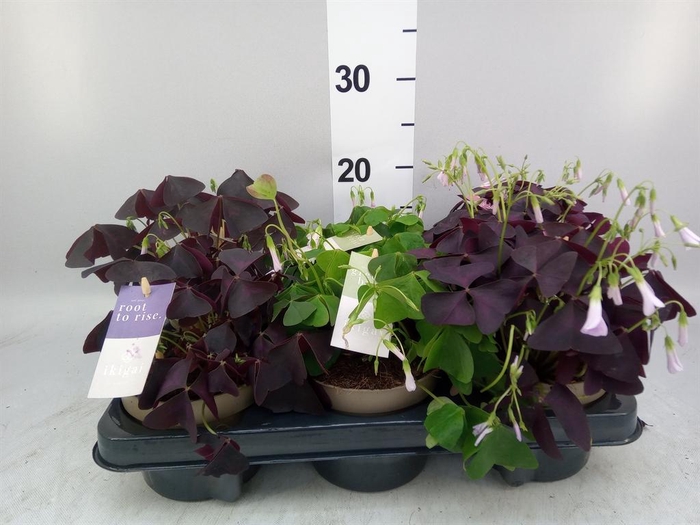 <h4>Oxalis   ...</h4>