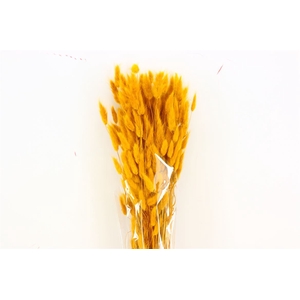 Dried Lagurus Yellow Bunch