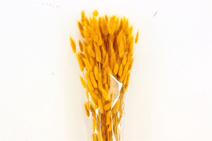 <h4>Dried Lagurus Yellow Bunch</h4>