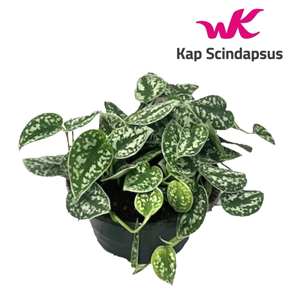 <h4>Scindapsus Pictus schaal</h4>