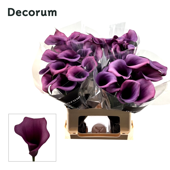 <h4>Calla Durban</h4>