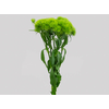 DIANTHUS GREEN BALL 070 CM