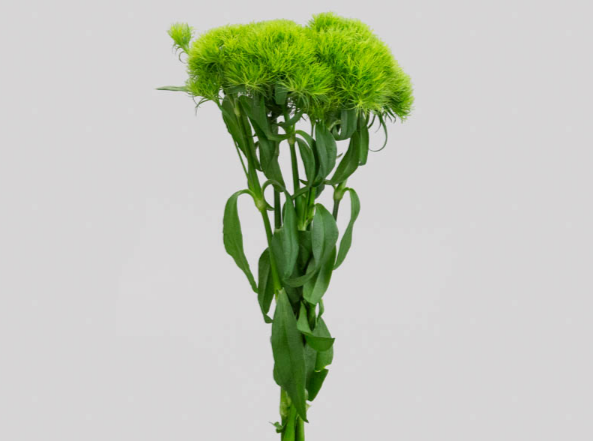 DIANTHUS GREEN BALL 030 CM