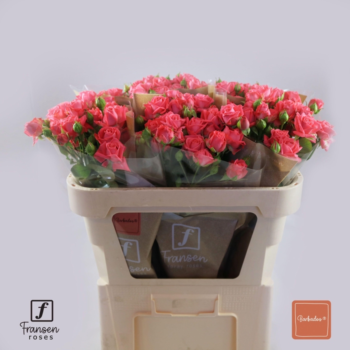 <h4>R TR BARBADOS</h4>