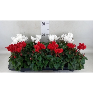 Cyclamen KL 'Carino'