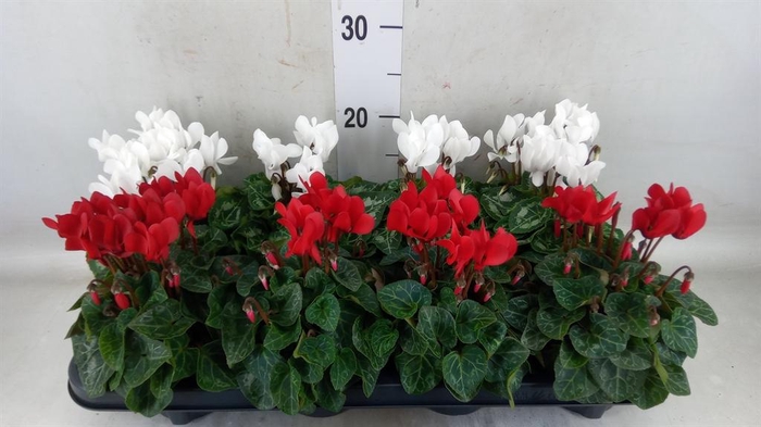 <h4>Cyclamen KL 'Carino'</h4>