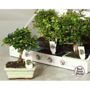 BONSAI GEM