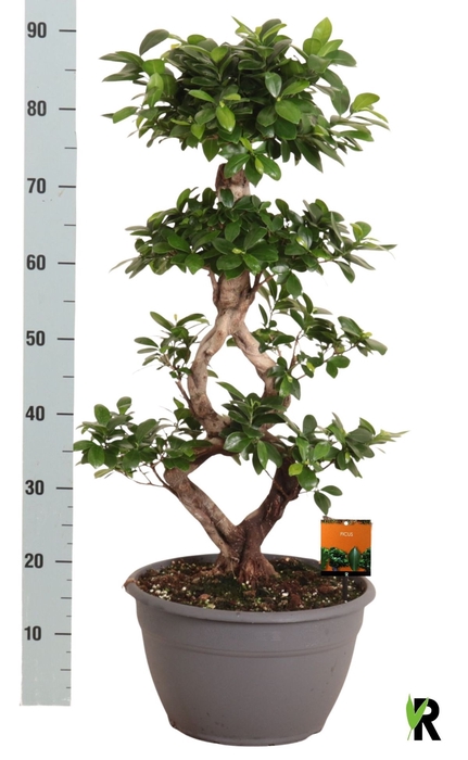 <h4>FIC MI GINSENG</h4>