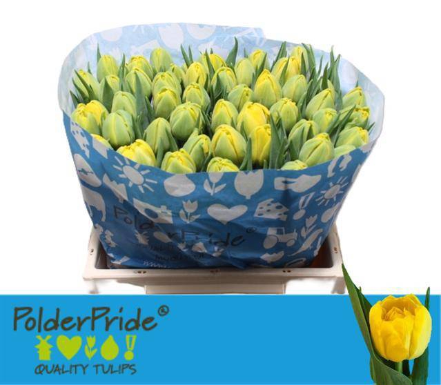 <h4>TU DU NIKON</h4>