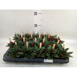 Peperomia caperata 'Rosso'