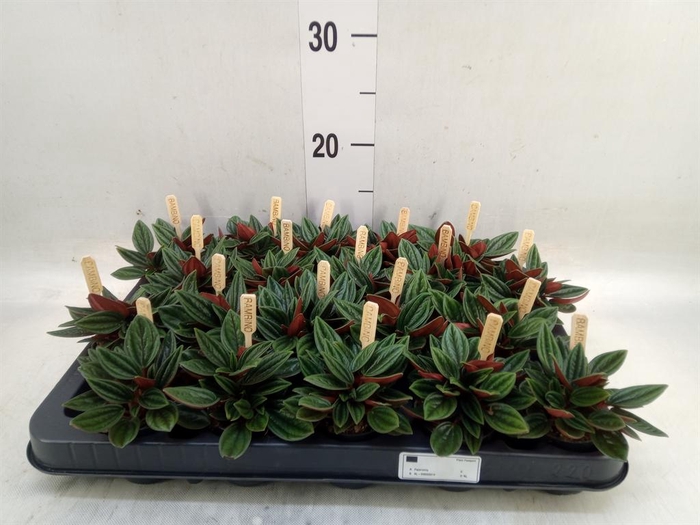 <h4>Peperomia caperata 'Rosso'</h4>