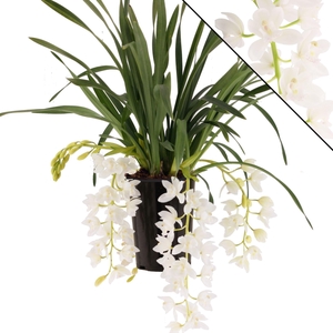 Cymbidium Ice Cascade