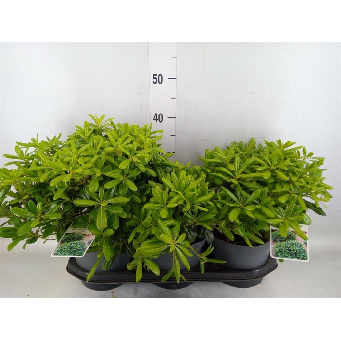 <h4>Pittosporum tobira 'Nanum'</h4>