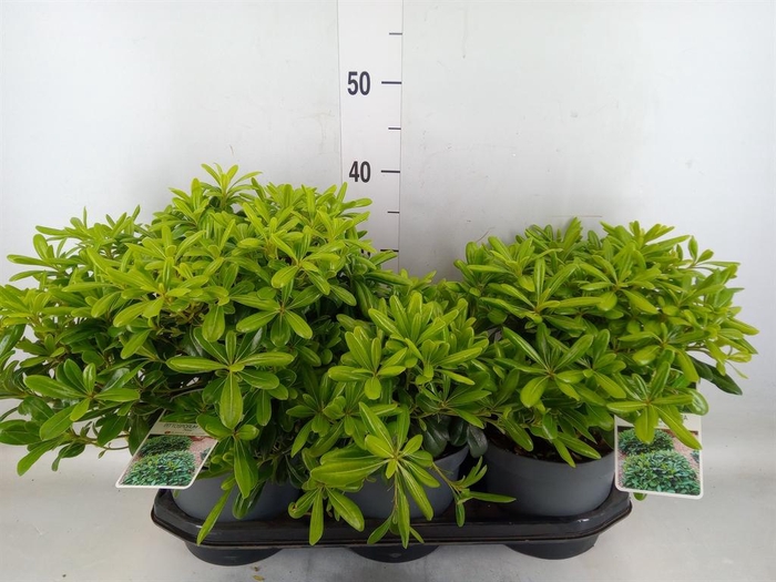 <h4>Pittosporum tobira 'Nanum'</h4>