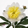 Paeonia honey gold