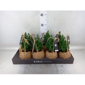 Chamaecyparis thyo. 'Top Point'