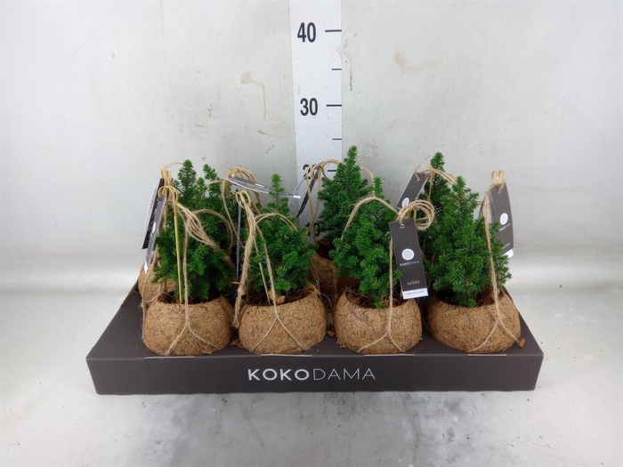 <h4>Chamaecyparis thyo. 'Top Point'</h4>