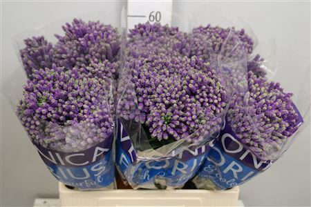 <h4>Veronica  'Smart Fountain'</h4>