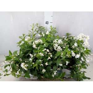 Solanum jasminoides