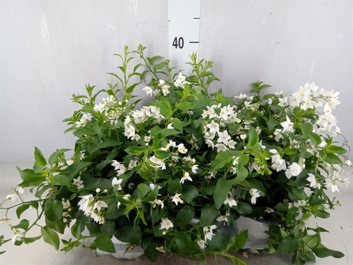 <h4>Solanum jasminoides</h4>